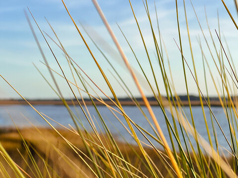 Beach Grass on Southern Marsh