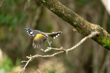 The New Holland Honeyeater common on the southern coasts of Australia, and in tasmania