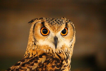 ベンガルワシミミズクの成鳥