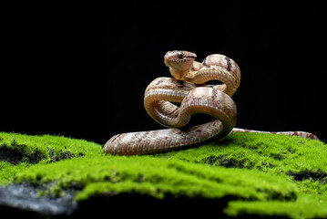 Dog-toothed Cat Snake in attack position