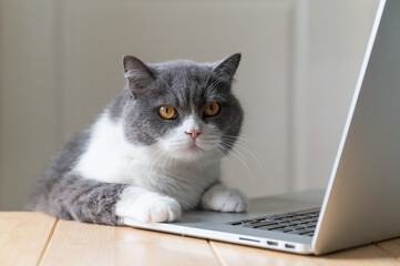 British Shorthair cat lying on the desktop using laptop