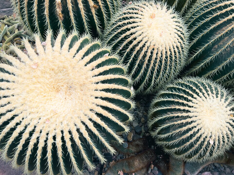 Desert Barrel Cactus