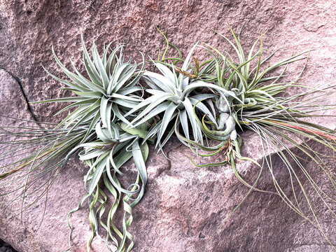 Air Plants