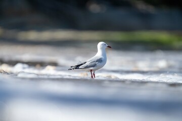 sea gull on a beach in hobart, tasmania, australia 