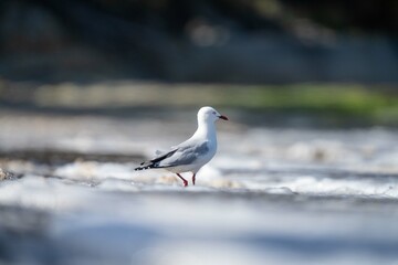 sea gull on a beach in hobart, tasmania, australia 