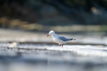 sea gull on a beach in hobart, tasmania, australia 