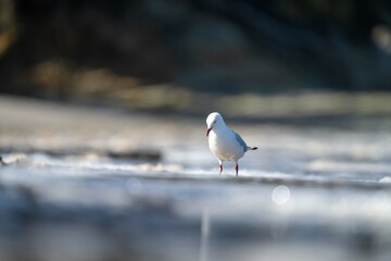 sea gull on a beach in hobart, tasmania, australia 