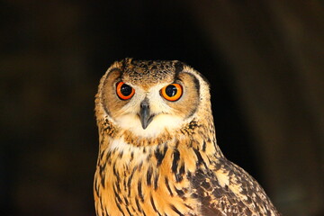 嘴周りが白いベンガルワシミミズク