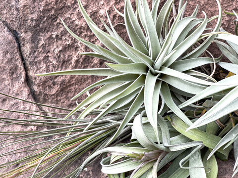 Air Plants