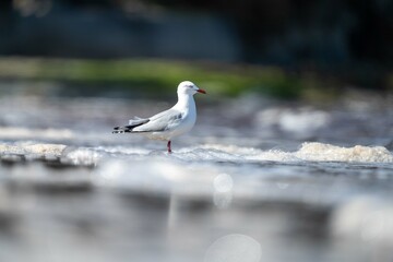 sea gull on a beach in hobart, tasmania, australia 