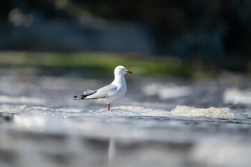 sea gull on a beach in hobart, tasmania, australia 