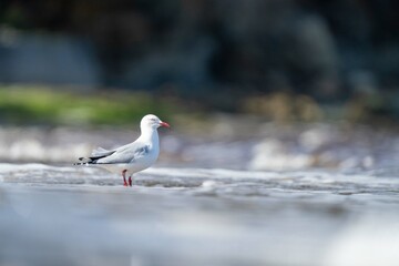 sea gull on a beach in hobart, tasmania, australia 