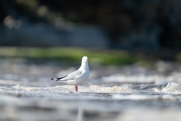 sea gull on a beach in hobart, tasmania, australia 