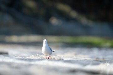 sea gull on a beach in hobart, tasmania, australia 