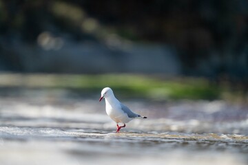 sea gull on a beach in hobart, tasmania, australia 