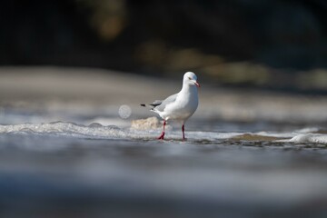 sea gull on a beach in hobart, tasmania, australia 
