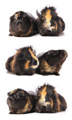 Fototapeta premium Set of cute guinea pigs isolated on white
