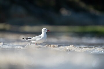 sea gull on a beach in hobart, tasmania, australia 