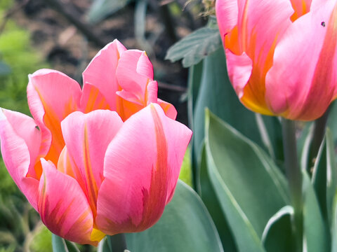 Pink Tulips in the Spring