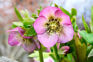 Closeup of a white and maroon hellebore blooming in a winter garden, as a nature background
 - obrazy, fototapety, plakaty