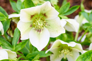 Closeup of a white and maroon hellebore blooming in a winter garden, as a nature background

