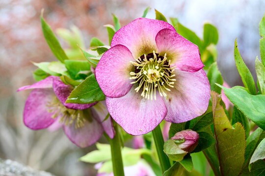 Closeup of a white and maroon hellebore blooming in a winter garden, as a nature background
