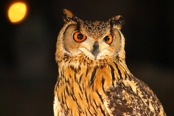 茶色い体のベンガルワシミミズク