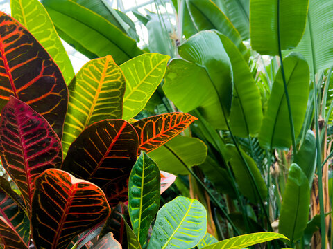 Croton Petra House Plant with red, orange, yellow, and green leaves