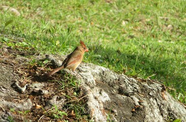 Female cardinal on grass in Florida nature