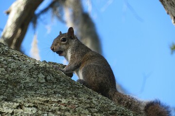 American squirrel on the tree on blue sky background