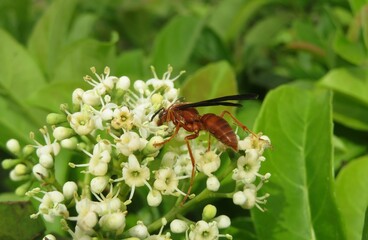 Red tropical wasp on white ligustrum flowers in spring