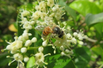 Bee on white ligustrum flowers in spring in Florida nature