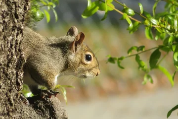 Foto op Plexiglas Amerikaanse eekhoorn op een boom in het wild in Florida © natalya2015
