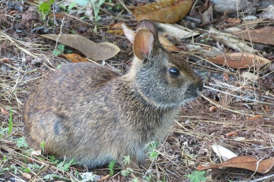 Gray american rabbit in Florida wild, closeup