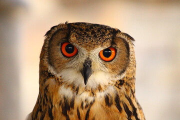 頭の飾り羽がたおれているベンガルワシミミズク