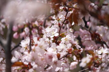 咲き誇る桜の花