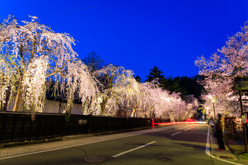 角館　武家屋敷通り　夜桜　ライトアップ