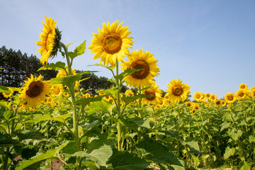 Sunflower field of beautiful giant yellow flowers growing in a large garden