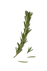 Rosemary sprig on white background. Twig of rosmarinus officinalis, close up.
