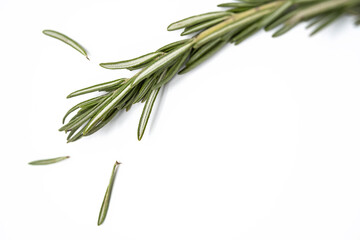 Fototapeta premium Rosemary sprig on white background. Twig of rosmarinus officinalis, close up.