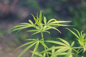 Green Marijuana tree cannabis plant narcotic herbal in greenhouse. Hemp leaf made cannabis crude...