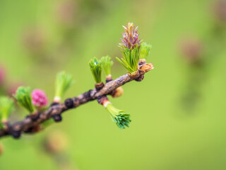 Larch tree fresh pink cones blossom at spring on nature background