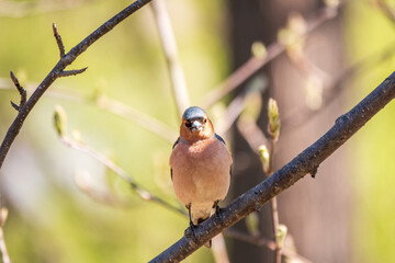 Common chaffinch, Fringilla coelebs, sits on a branch in spring on green background. Common chaffinch in wildlife.