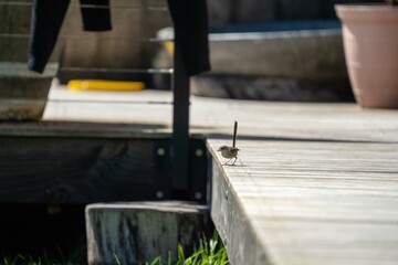Fototapeta na wymiar sparrow on a deck in australia