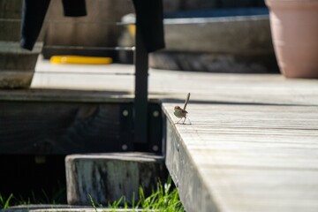 sparrow on a deck in australia