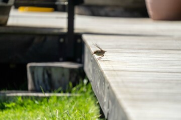 sparrow on a deck in australia