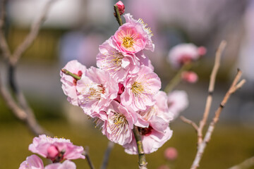 Beautiful plum blossom. Pink flowers on a branch. Early plum blossom in Japan. Flower trees in bloom. Delicate plum flowers.