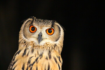 綺麗なオレンジの瞳のベンガルワシミミズク