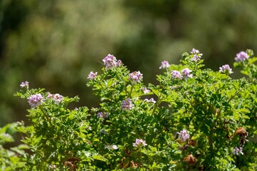 gum tree branches australia