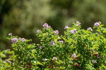 gum tree branches australia